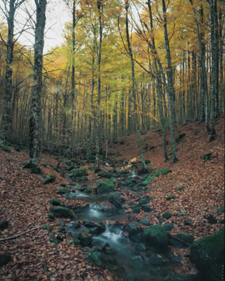 Ruscello nel bosco in autunno